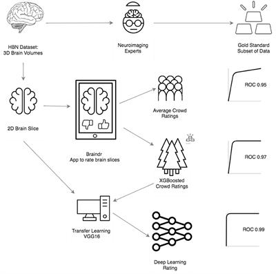 Combining Citizen Science and Deep Learning to Amplify Expertise in Neuroimaging